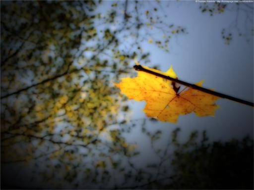 Das 4.letzte Blatt