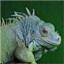 ein.Leguan