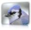 bluejayde67