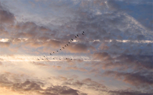 Flugshow