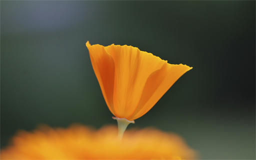 Blumen