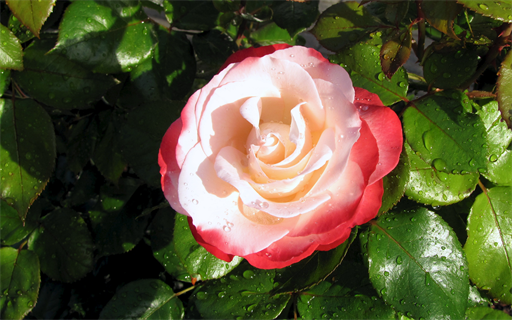 Rosenliebhaber