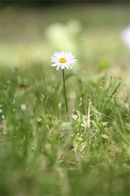 Flower (gedreht)