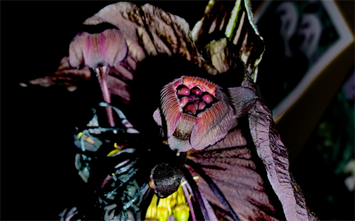 fledermausblume
