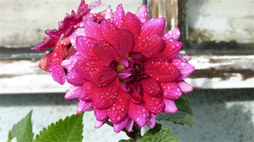 Blume mit Tau