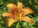 Flowerpower