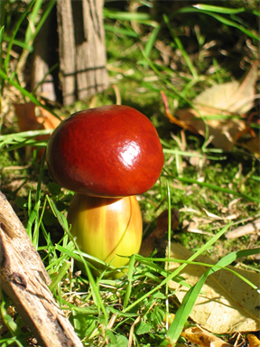 Pilz