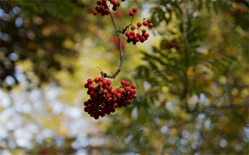 Beeren vom Blätterdach
