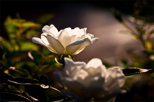 Rosen im Garten