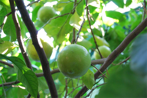 Lemontree