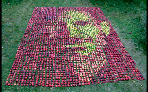 3.500 Äpfel für Steve