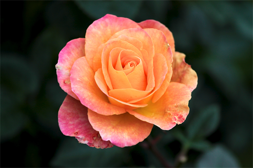 Rose II