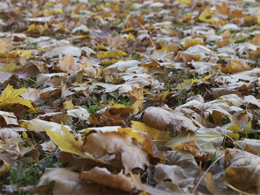 Es wird Herbst…