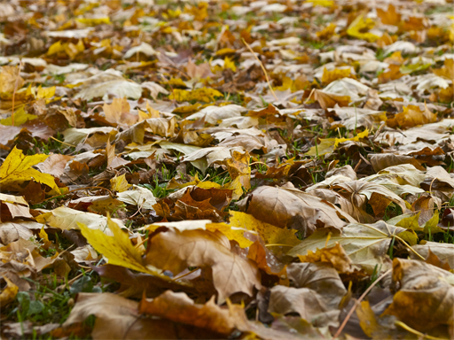 Es wird Herbst… (bearbeitet)