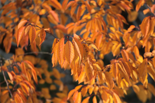 Herbst