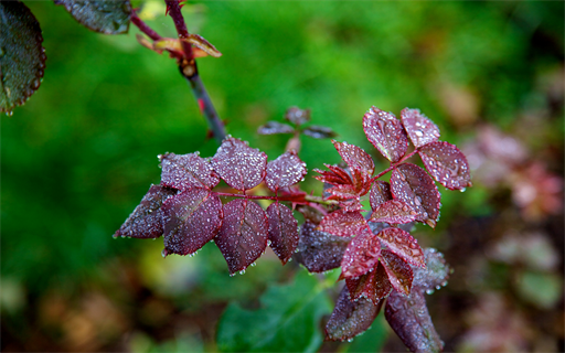 Herbsttau 2
