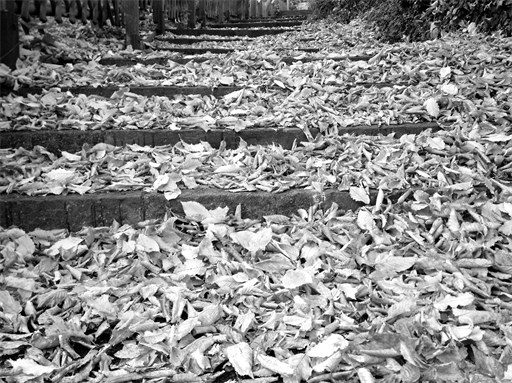 Der Herbst