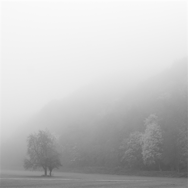 Yin-Yang-Bäume im Nebel