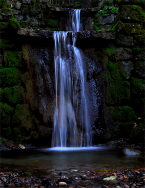 Moos und Wasser im Wald