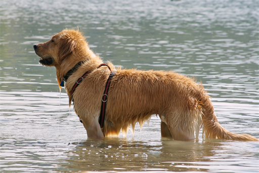 Nasser Hund