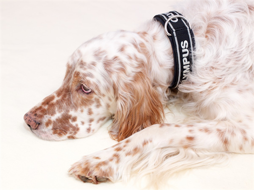 Hundehalsband aus Kameratrageriemen!