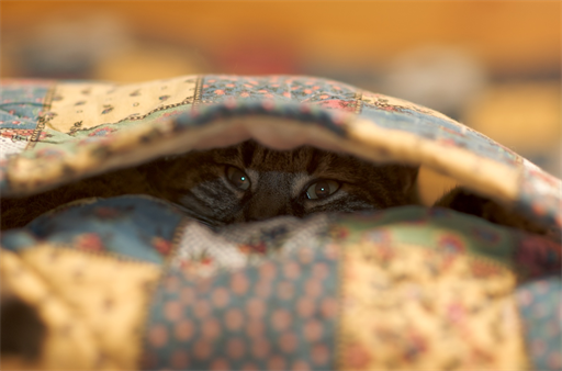 Untergrund Katze