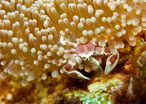 Verborgen in der Anemone...