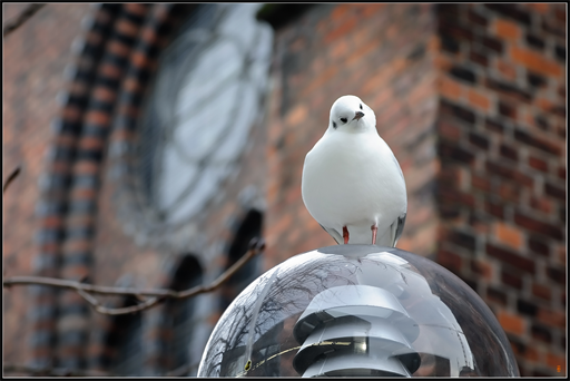 Was gucksu?