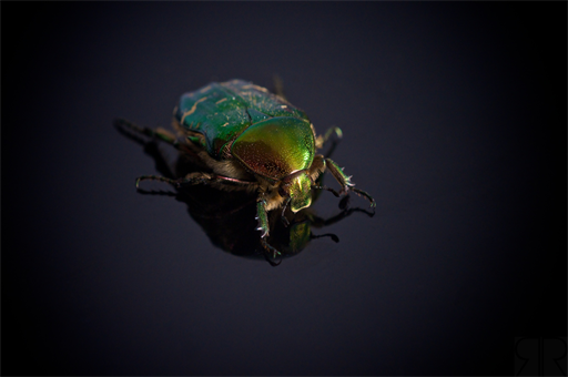 Invasion