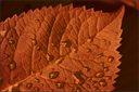 Schon wieder Herbst?