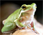 macfrosch