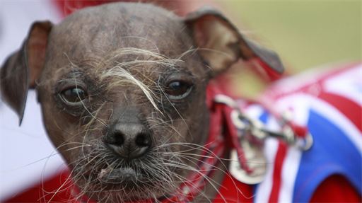 ITT Hund Sonstiges Galerie MacTechNews.de