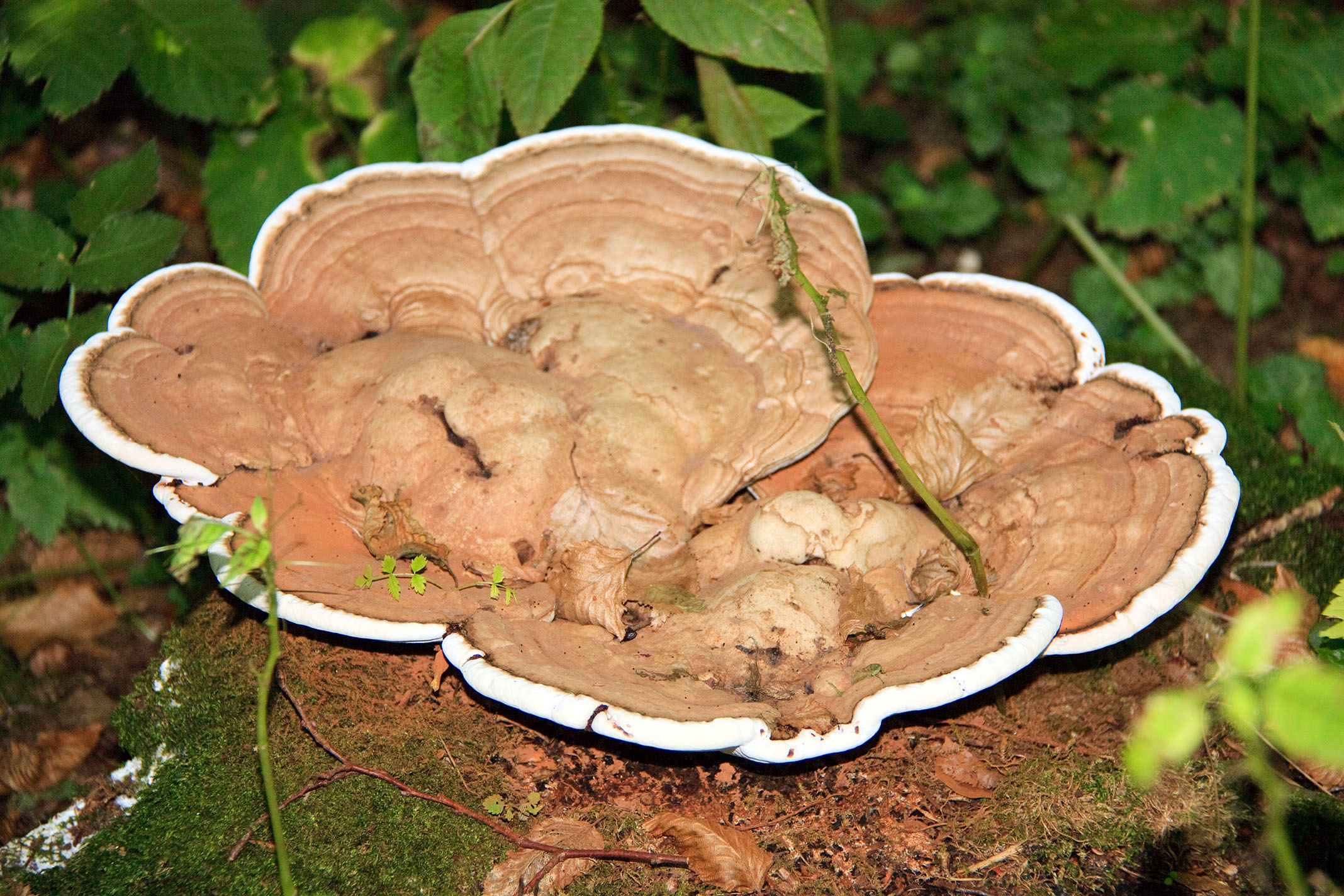 Pilz kann man nicht nur trinken. Sonstiges Galerie