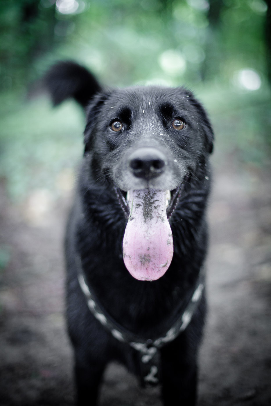 ITT Hund Sonstiges Galerie MacTechNews.de