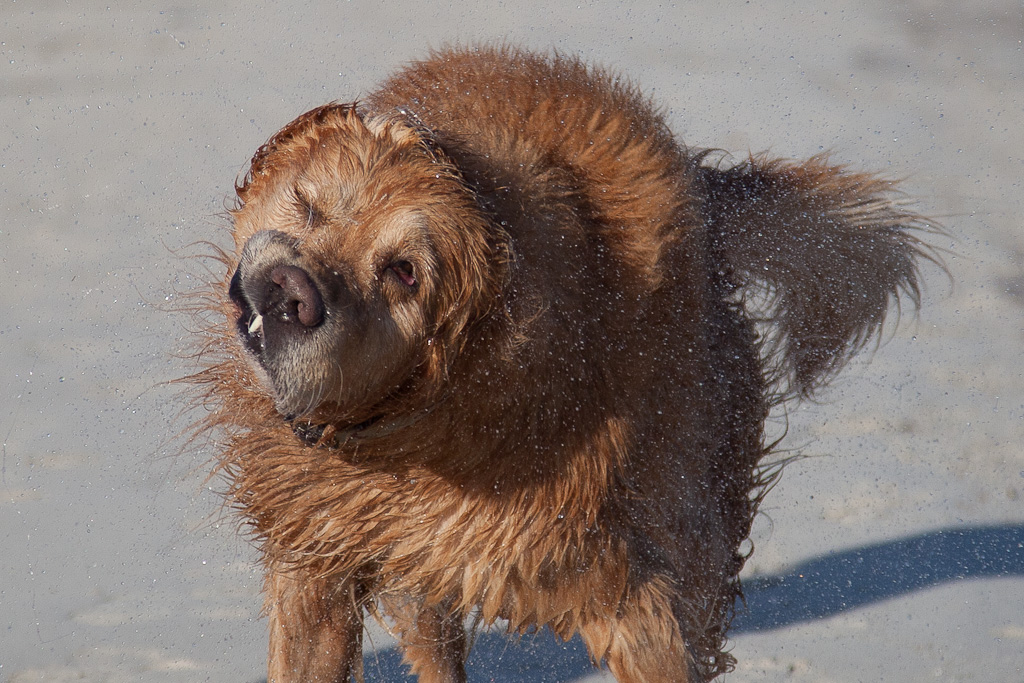 ITT Hund Sonstiges Galerie MacTechNews.de