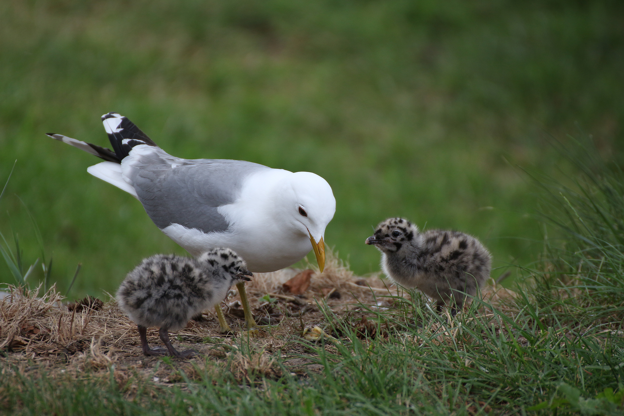 Möwe mit Nachwuchs | Sonstiges | Galerie | MacTechNews.de