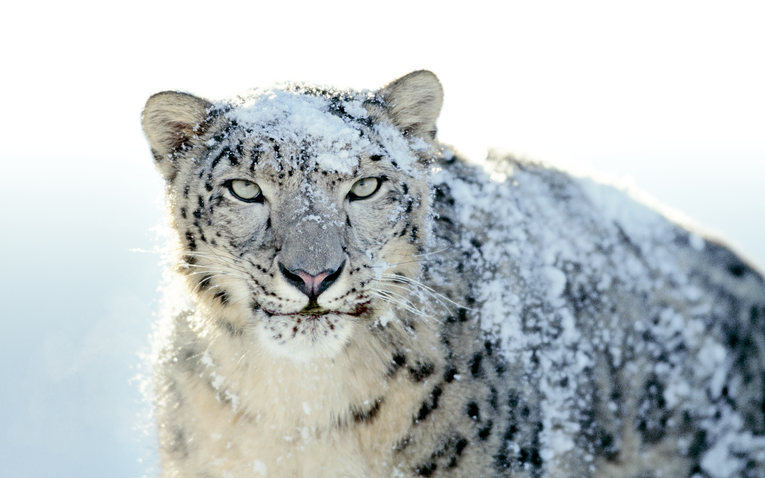 Snow Leopard Reloaded | Wallpaper | Galerie | MacTechNews.de